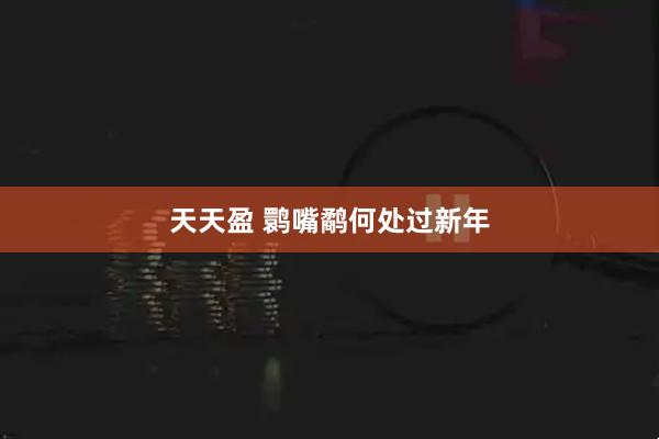 天天盈 鹮嘴鹬何处过新年
